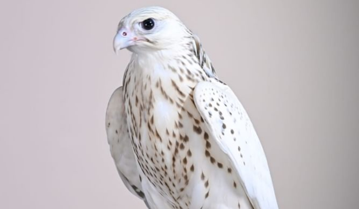 Ultra-White Falcon Fetches AED1.5 Million at ADIHEX 2026 Auction